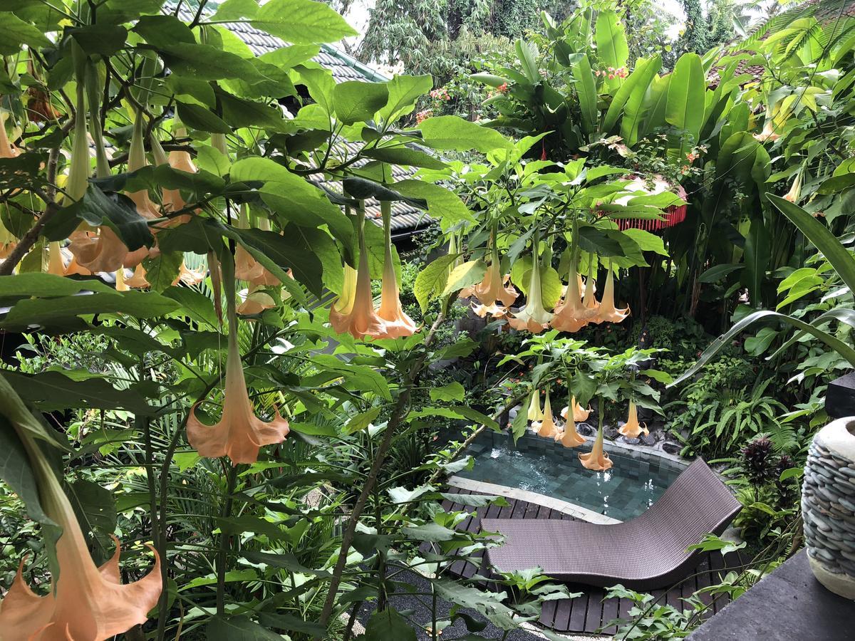 White Lotus Oasis Hotel Ubud  Bagian luar foto